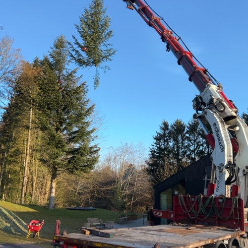 Krankørsel med grantræ løftet fra jorden i Aalborg.