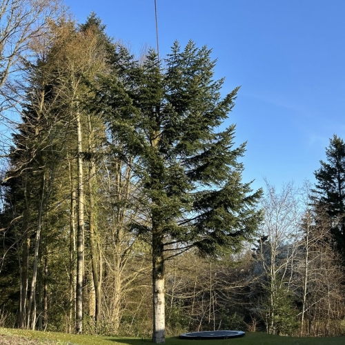 Krankørsel med kranwire fastgjort til grantræ.