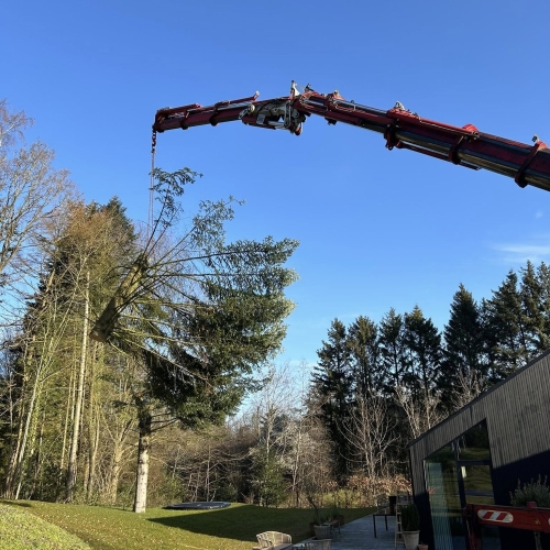 Krankørsel med grantræ vippet under fældning i Aalborg.