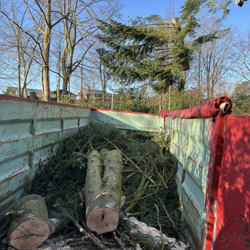 Krankørsel med fældet grantræ placeret i container.